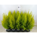 Cupressus macro. 'Goldcrest Wilma'