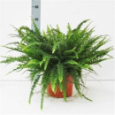 Nephrolepis exal. 'Green Lady'