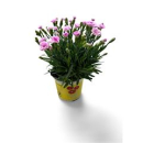 Dianthus allw. 'Lucky Lips' rosa