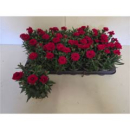 Dianthus 'Oscar Cherry'