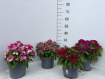 Dianthus barb. Kübel