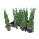 Sansevieria cyl. geflochten
