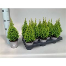 Chamaecyparis thyo. 'Spitsbergen'