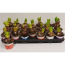 Hyacinthus  1pp Mix rund