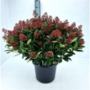Skimmia jap. "Rubella"