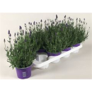 Lavandula ang.