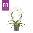 Phalaenopsis Bogen weiß