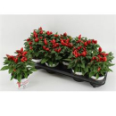 Capsicum annuum rot