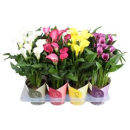 Calla Mix