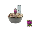 XL Schale Hyacinthus violett