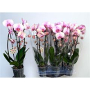 Phalaenopsis 'Elegant Cascade' weiß/pink