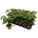 Schefflera arbor. 'Luseana'