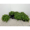 Callisia Repens