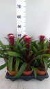 Guzmania 'Francesca'