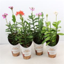 Epidendrum 2 Triebe gemischt