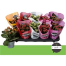 Kalanchoe  gefüllt Mix