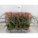 Tillandsia capitata 'Hermosa'