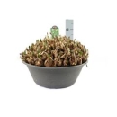 Zwiebelschale XXL - Leucojum aestivum