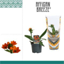 Ornithogalum dubium 1pp