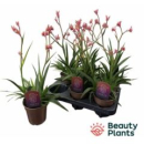 Anigozanthos pink