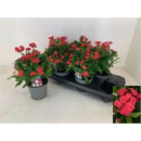 Euphorbia milii rot