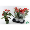 Anthurium andr.  rot