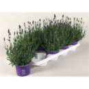 Lavandula ang. 'Hidcote'