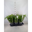 Rhipsalis baccifera 'Oasis' Ampel