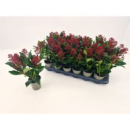 Skimmia jap. 'Rubella'