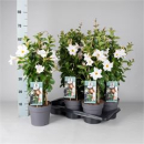 Mandevilla Pyramide zartrosa/weiß