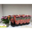 Chrysanthemum Trio