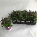 Gomphrena glob. 'Purple Dots'