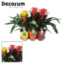 Guzmania gemischt im Keramiktopf