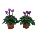 Cyclamen "Blue Dragon" Midi
