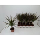 Dracaena marg.
