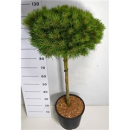 Pinus nigra 'Marie Bregeon'
