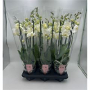 Phalaenopsis 4 Rispen weiß