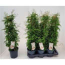 Jasminum poly. Pyramide