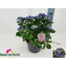 Hydrangea Busch 'Curly Wurly'