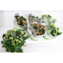 Kalanchoe T15 Mix