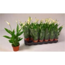 Spathiphyllum wallisii midi