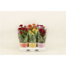 Celosia arg. 'Twisted' gemischt