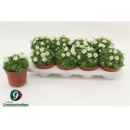 Saxifraga arendsii weiß