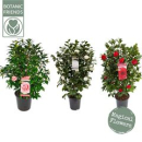 Camellia japonica in 3 Farben