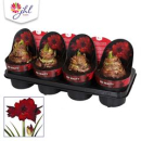 Hippeastrum 'Red Reality'