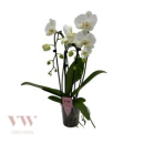 Phalaenopsis "Cascade" 3 Rispen weiß