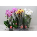 Phalaenopsis "Cascade" gemischt