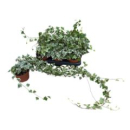 Hedera helix 'White Wonder'