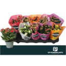 Kalanchoe  gefüllt Mix