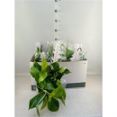 Epipremnum pinn. Ampel